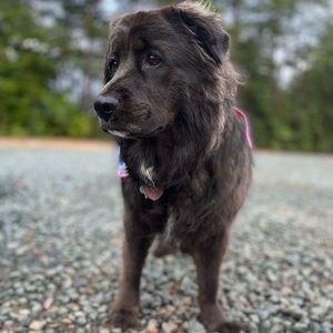 Meet your Posher, Bailey